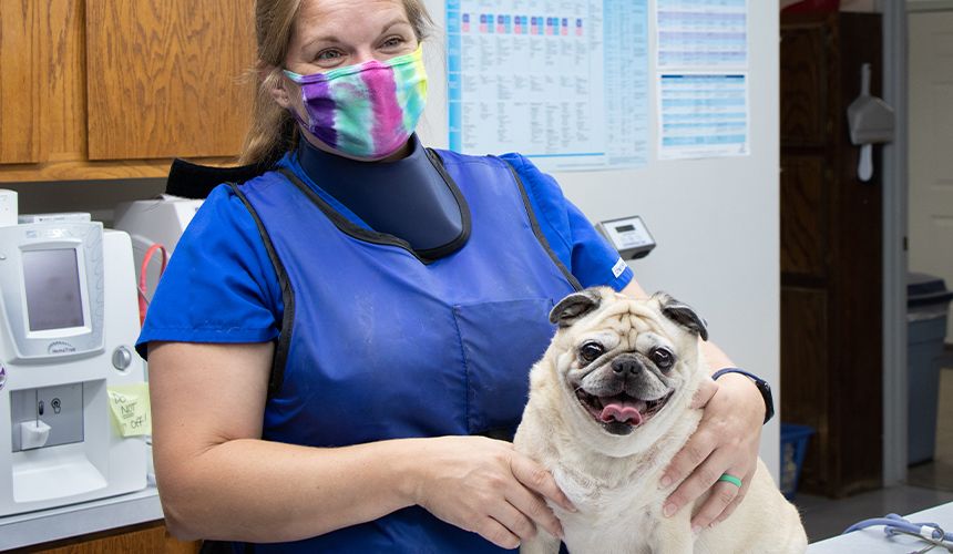 rye hill veterinary clinic vet checking up happy old pug dog