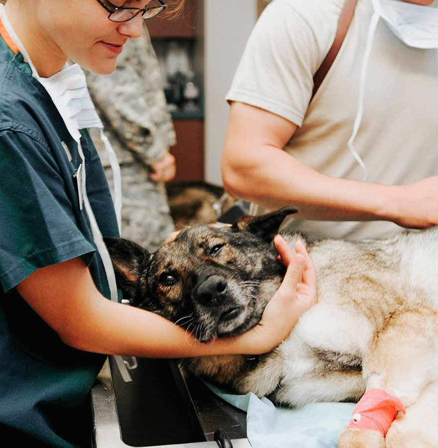 dog lying down being prepared for surgery by veterinarians at rye hill veterinary clinic